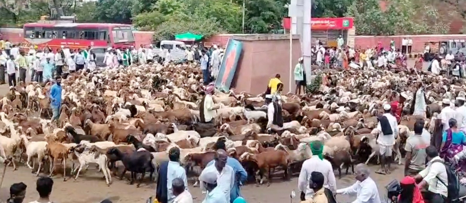 ಹುಕ್ಕೇರಿ ತಾಲೂಕಿನಲ್ಲಿ ಕುರಿಗಳು ಆಹಾರಕ್ಕಾಗಿ ರಸ್ತೆ ತಡೆ ನಡೆಸಿದ ಅಪರೂಪದ ದೃಶ್ಯ